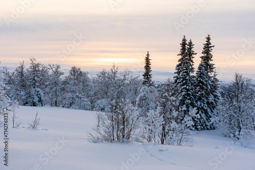 winter landscapesnow covered trees