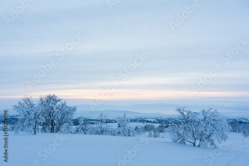 winter landscapesnow covered trees © Johannes Jensås