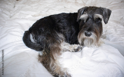 Cute Zwerschnauzer puppy lying on a bed. A dog on a white blanket. Bearded dog lying on white background. Pet on relaxation. Gray beard. Earrings on dog's ears. Fashionable pets.