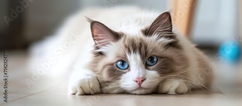 Fluffy purebred Ragdoll cat with blue eyes, laying on the floor and staring. photo