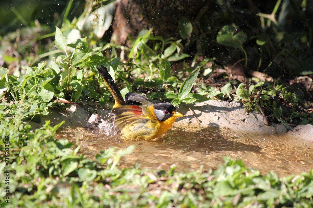 bird coexisting in a lush grassy habitat, surrounded by the beauty of nature, water, and wildlife during the vibrant seasons of spring and summer bird coexisting in a lush grassy habitat, surrounded by the beauty of nature, water, and wildlife during the vibrant seasons of spring and summer