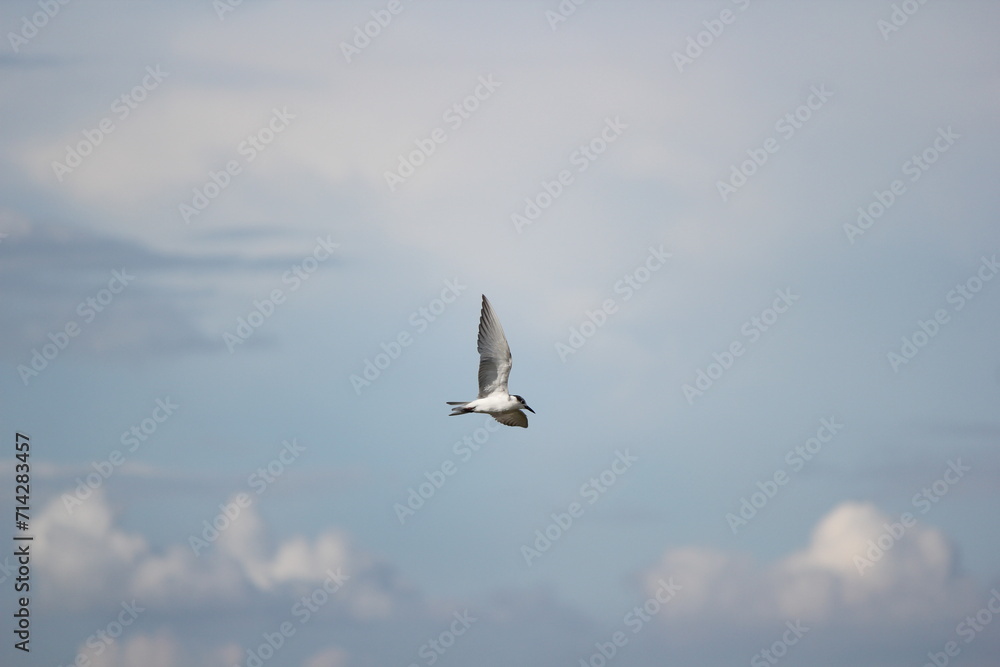 Flying Seagulls Soaring in the Blue Sky above the Sea, Embodying Nature's White Freedom with Wings Outstretched amidst Clouds and Air Flying Seagulls Soaring in the Blue Sky above the Sea, Embodying Nature's White Freedom with Wings Outstretched amidst Clouds and Air