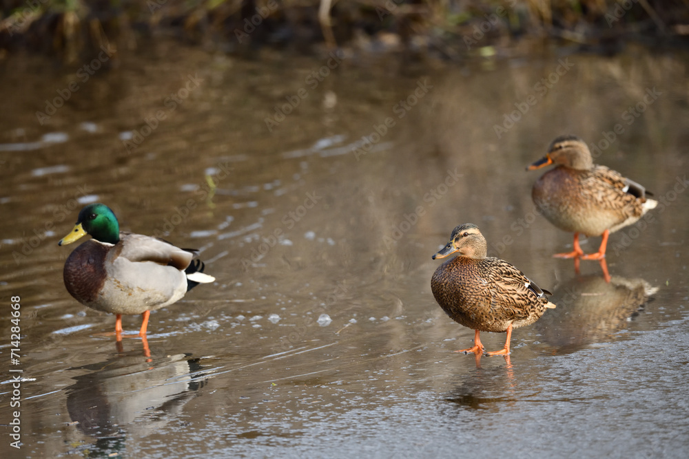 Enten Vögel auf Eis der Ilmenau (Fluß) vor unscharfem Hintergrund im Winter Enten Vögel auf Eis der Ilmenau (Fluß) vor unscharfem Hintergrund im Winter
