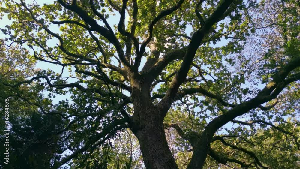 Low angle of The Trunk and Branches of Ancient Tropical Tree on a sunny day Low angle of The Trunk and Branches of Ancient Tropical Tree on a sunny day