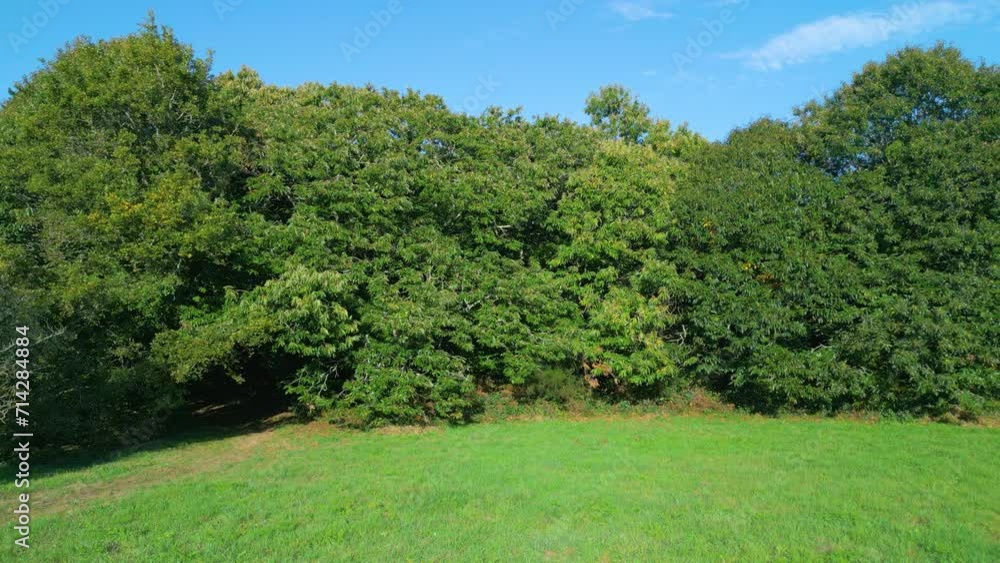 Drone view of Green Field and Dense Forest in Summer