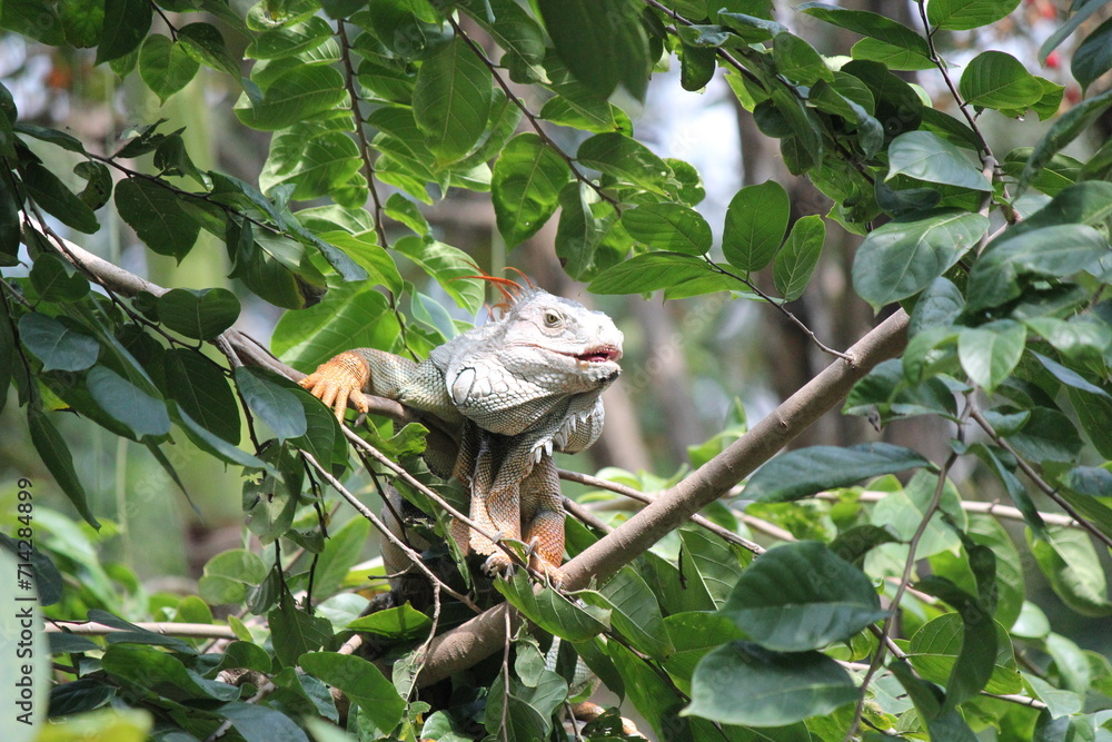 Small green lizard perched on a tree branch in a tropical forest, surrounded by vibrant wildlife and nature Small green lizard perched on a tree branch in a tropical forest, surrounded by vibrant wildlife and nature