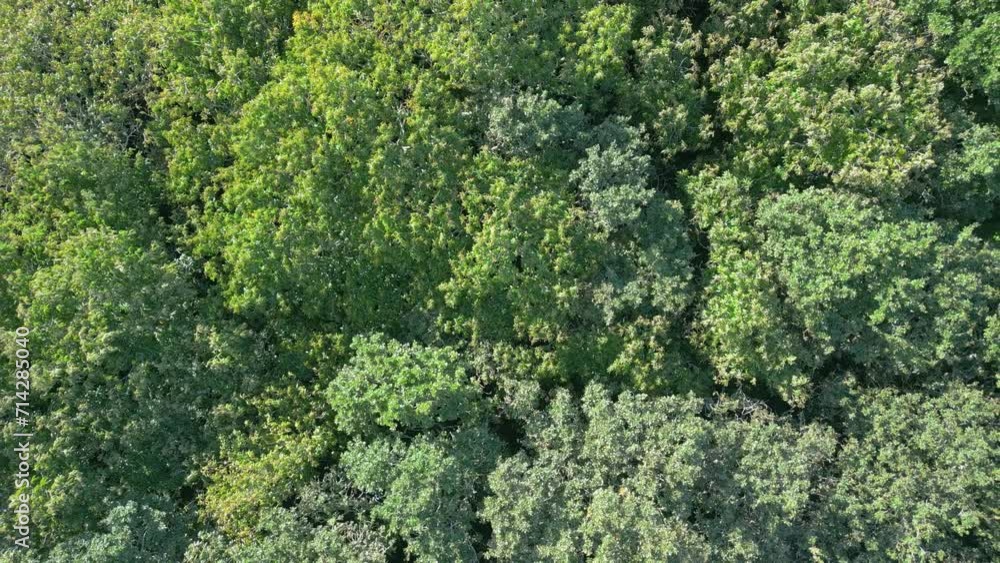Drone flying over the treetops In Dense Forest Drone flying over the treetops In Dense Forest