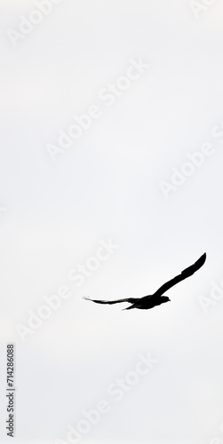 Schwarzer, freier Greifvogel in schwarz weiß fliegt hoch, perfekt freigestellt mit riesigen Flügeln vor weißem Hintergrund und hat seine Beute mit scharfem Blick im Visier. photo