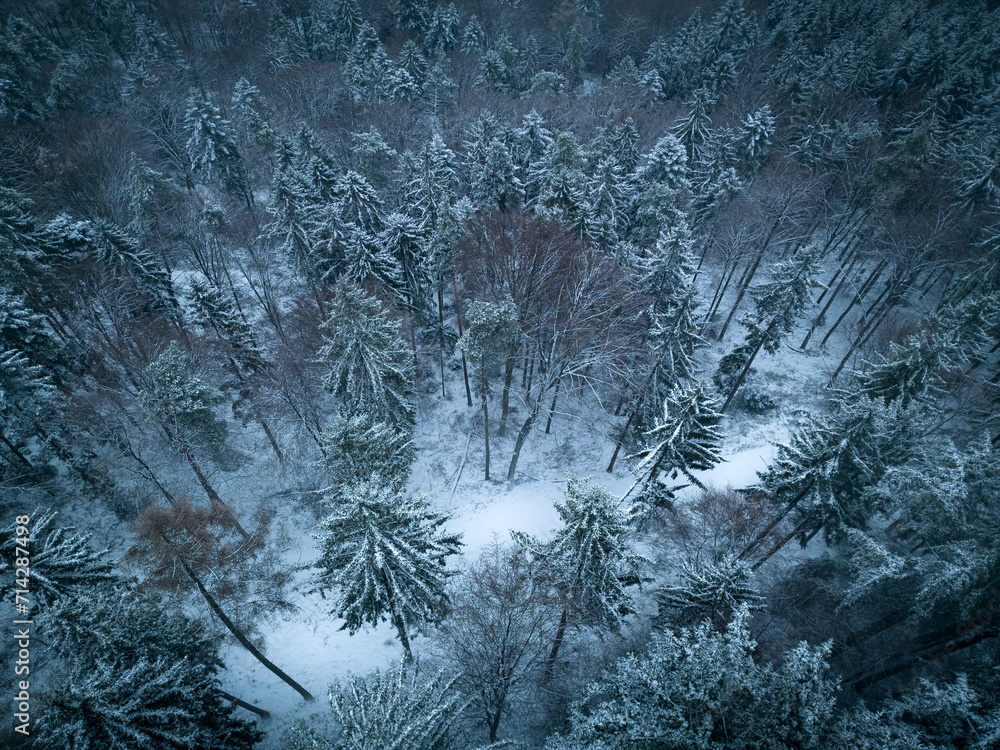 custom made wallpaper toronto digitalGloomy atmosphere in the Black Forest on a foggy winter evening