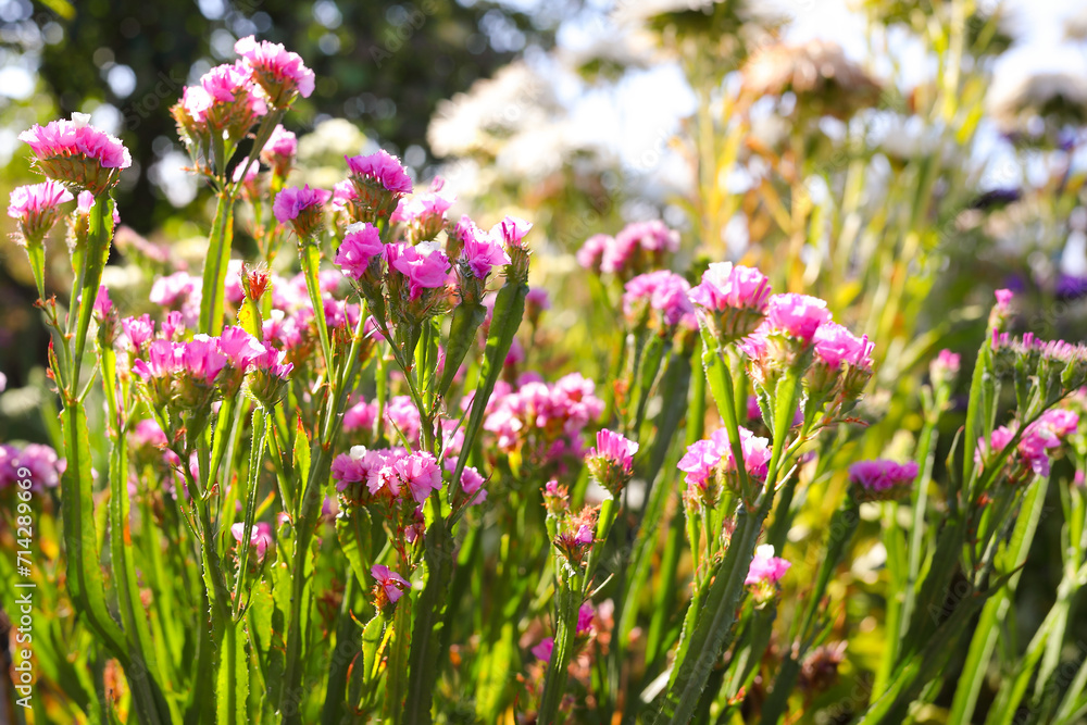 flowers in the garden, pink flowers, dried flowers flowers in the garden, pink flowers, dried flowers