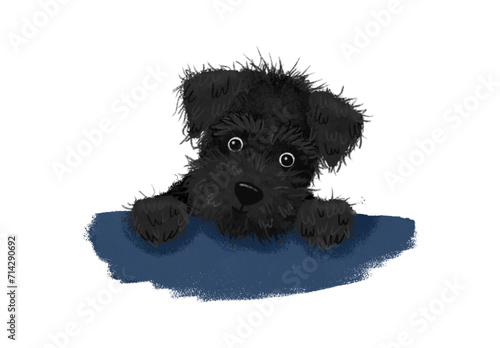 Scruffy black dog