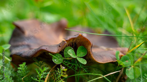 Kleeblätter von einem Pilz bedeckt