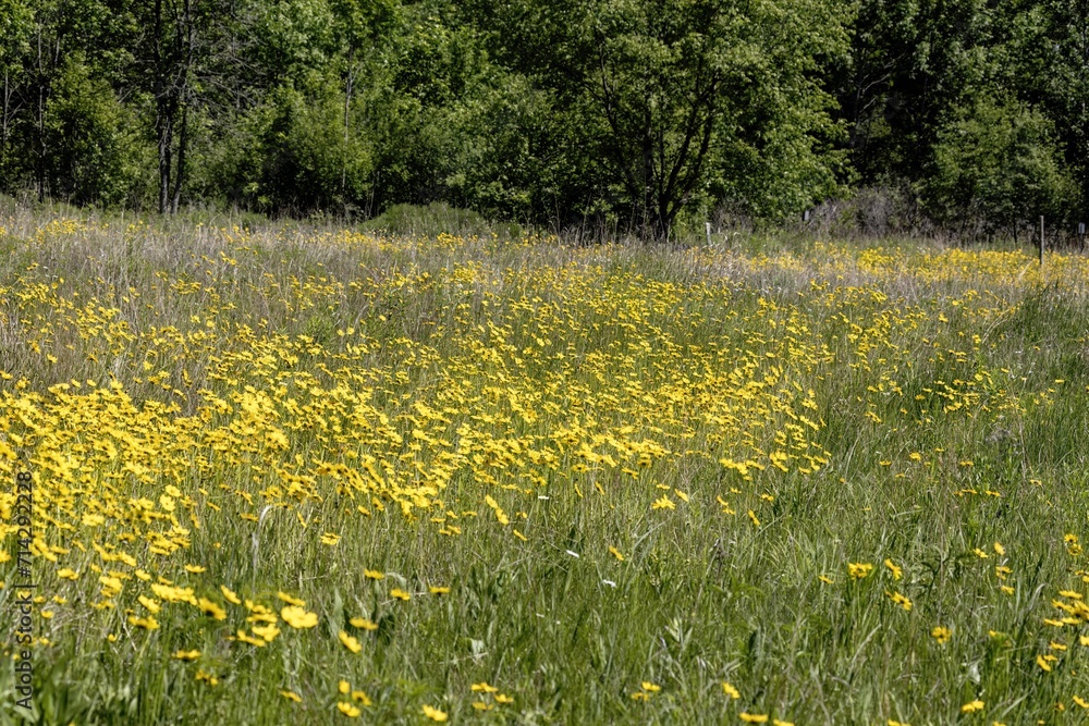 Obraz premium Yellow flowers on blooming forest meadow