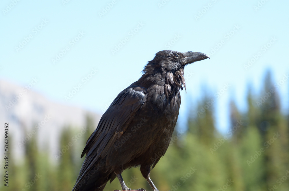 Fototapeta premium Raven at Sunshine Valley Banff