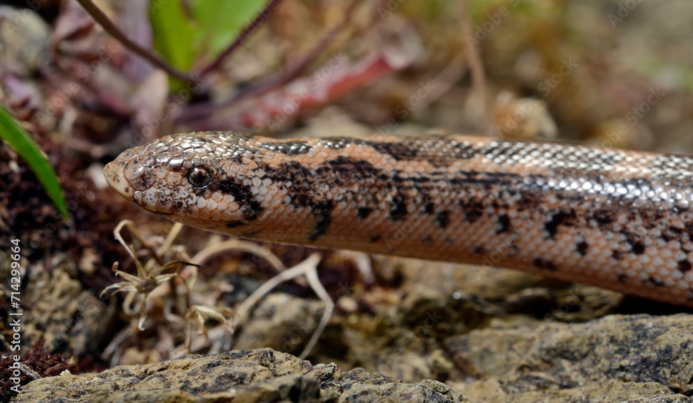 Westliche Sandboa // Javelin sand boa (Eryx jaculus turcicus) - Dalyan, Türkei Westliche Sandboa // Javelin sand boa (Eryx jaculus turcicus) - Dalyan, Türkei