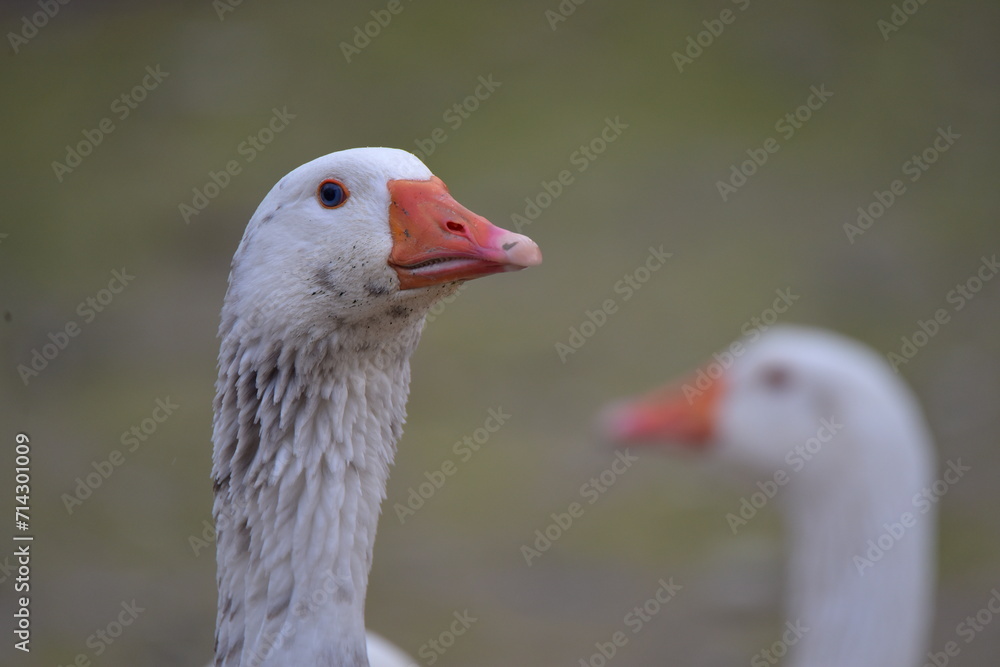 close-up images of domestic geese raised in the garden close-up images of domestic geese raised in the garden