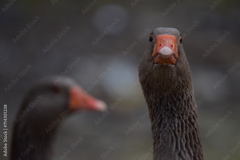 close-up images of domestic geese raised in the garden close-up images of domestic geese raised in the garden