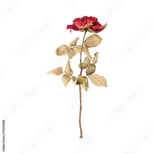 Dry dead rose flower stem isolated on transparent background 