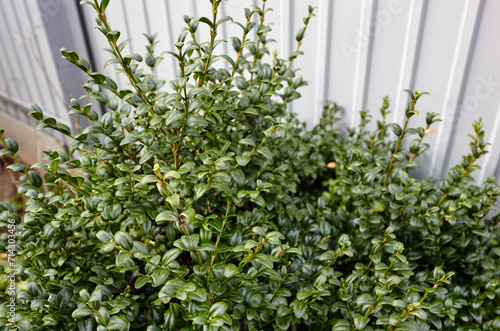 Close-up of evergreen bush boxwood in the garden. Boxwood wall in natural conditions. Family name Buxaceae, Scientific name Buxus. Selective focus with shallow depth of field