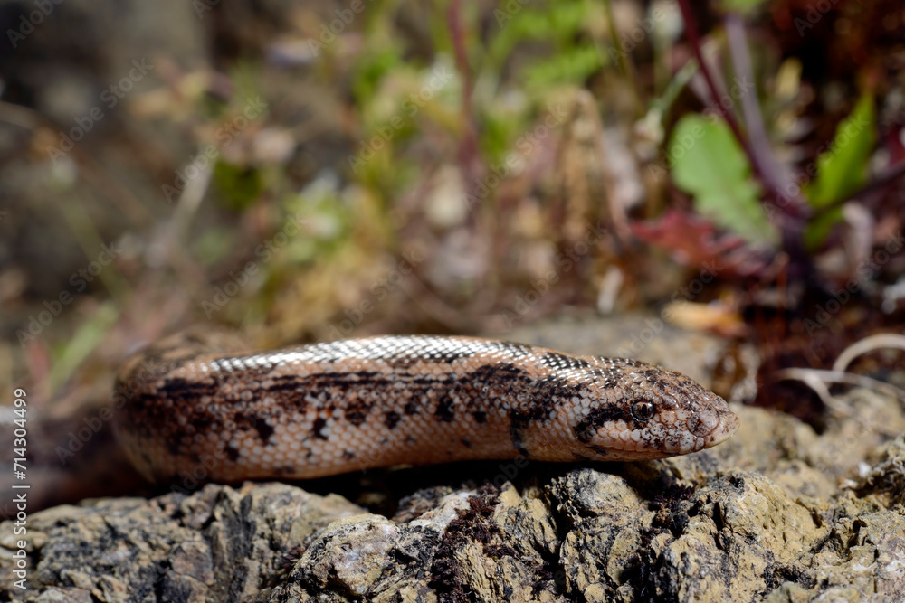 Westliche Sandboa // Javelin sand boa (Eryx jaculus turcicus) - Dalyan, Türkei Westliche Sandboa // Javelin sand boa (Eryx jaculus turcicus) - Dalyan, Türkei