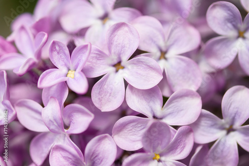 lilac flowers in spring, close-up © drakuliren