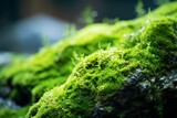 
background of abstract macro closeup of green moss on the rock