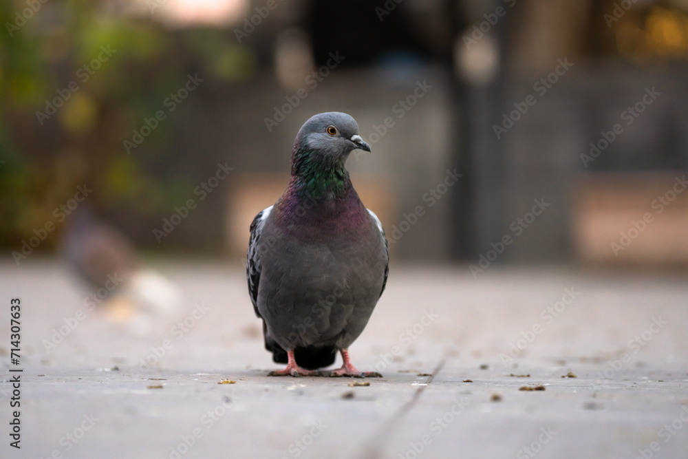 Obraz premium Urban Aviators: Pigeons Coexisting in the City