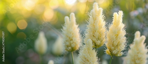 Goatsbeard 'Kneiffii' blooms in the garden with cream-colored spikes in summer.