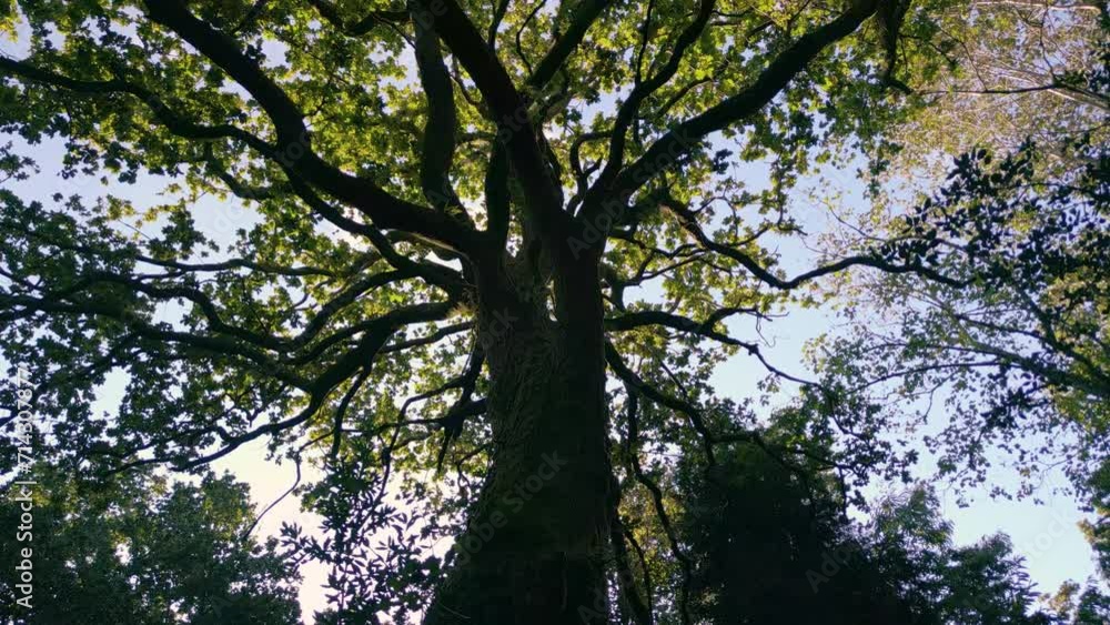 Low angle shot of Trunk and Branches of Deciduous Tree in Spanish Woodland Low angle shot of Trunk and Branches of Deciduous Tree in Spanish Woodland