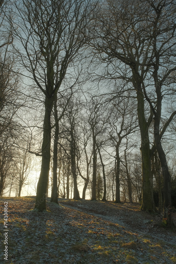 Fototapeta premium Trees in Queen's park, Glasgow