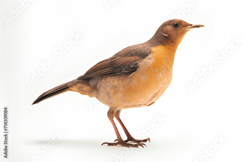 bird on a white background © Touseef