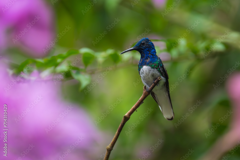 Fototapeta premium Beautiful White-necked Jacobin hummingbird, Florisuga mellivora, hovering in the air with green and yellow background. Best humminbird of Ecuador.