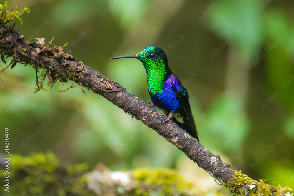 Obraz premium Green Crowned Woodnymph - Thalurania colombica hummingbird family Trochilidae, found in Belize and Guatemala to Peru, blue and green shiny bird flying on the colorful flowers background.
