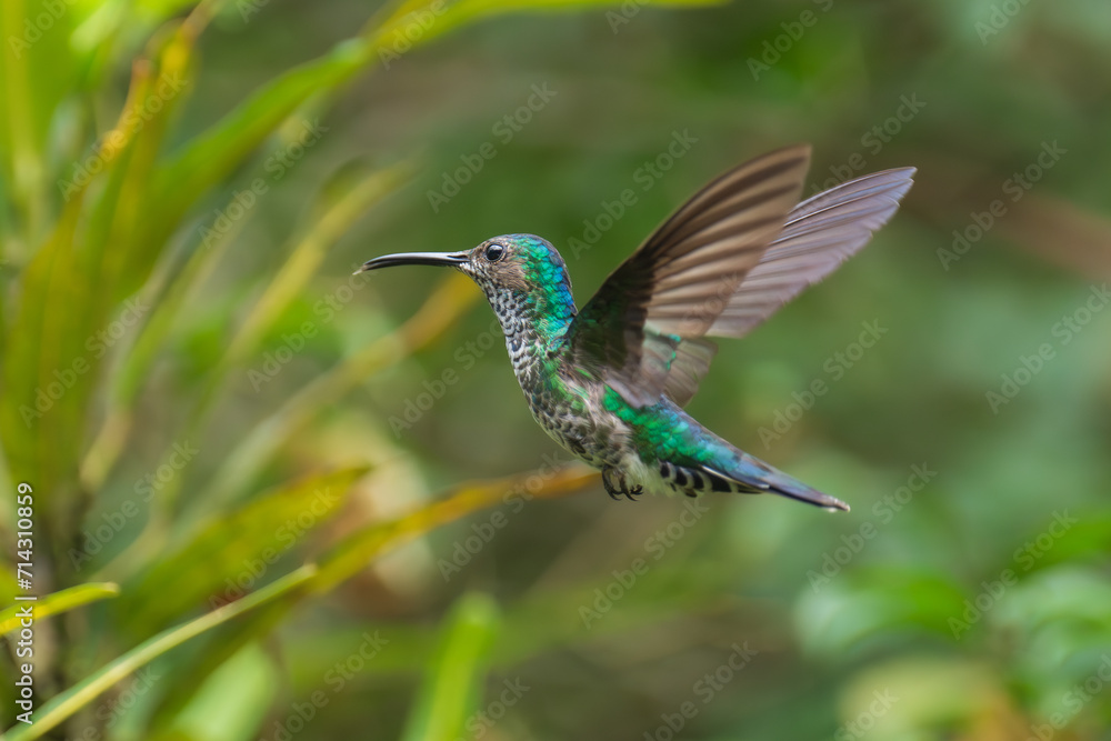 Obraz premium Beautiful Female White-necked Jacobin hummingbird, Florisuga mellivora, hovering in the air with green and yellow background. Best humminbird of Ecuador.