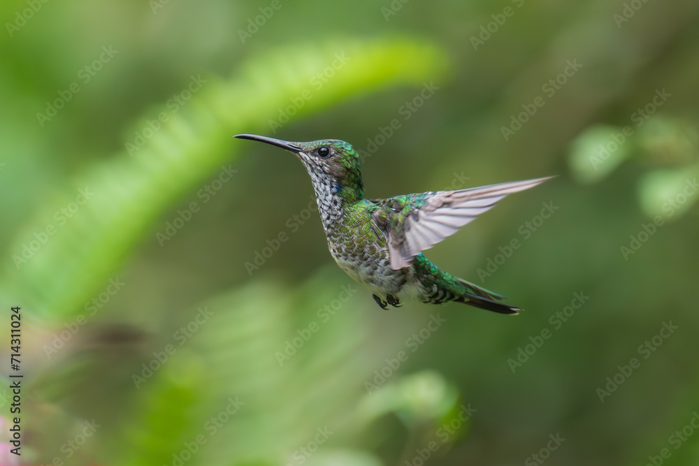 Obraz premium Beautiful Female White-necked Jacobin hummingbird, Florisuga mellivora, hovering in the air with green and yellow background. Best humminbird of Ecuador.