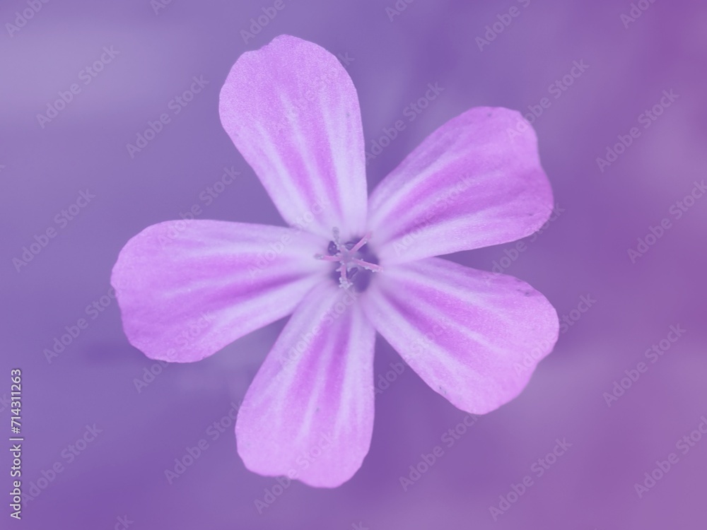 Close up flower pink Agrostemma githago in pink background Close up flower pink Agrostemma githago in pink background