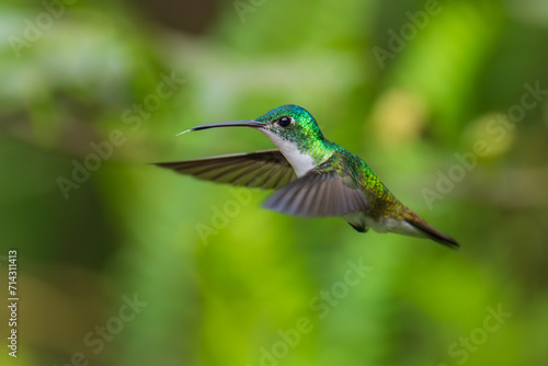  The Andean emerald (Uranomitra franciae), hummingbird, green and white bird found at forest edge, woodland, gardens and scrub in the Andes of Colombia, Ecuador. photo
