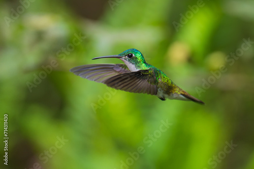  The Andean emerald (Uranomitra franciae), hummingbird, green and white bird found at forest edge, woodland, gardens and scrub in the Andes of Colombia, Ecuador. photo