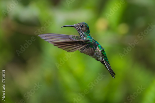 Beautiful Female White-necked Jacobin hummingbird, Florisuga mellivora, hovering in the air with green and yellow background. Best humminbird of Ecuador.