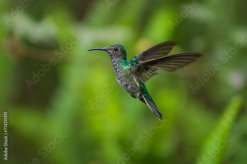 Beautiful Female White-necked Jacobin hummingbird, Florisuga mellivora, hovering in the air with green and yellow background. Best humminbird of Ecuador.