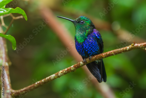 Green Crowned Woodnymph - Thalurania colombica hummingbird family Trochilidae, found in Belize and Guatemala to Peru, blue and green shiny bird flying on the colorful flowers background. photo