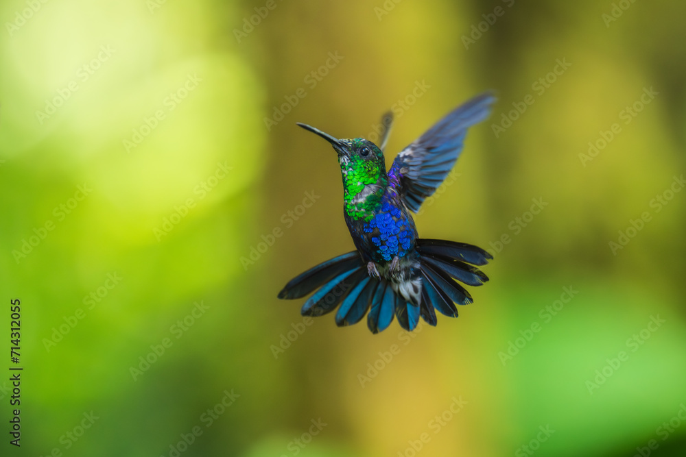 Obraz premium Green Crowned Woodnymph - Thalurania colombica hummingbird family Trochilidae, found in Belize and Guatemala to Peru, blue and green shiny bird flying on the colorful flowers background.