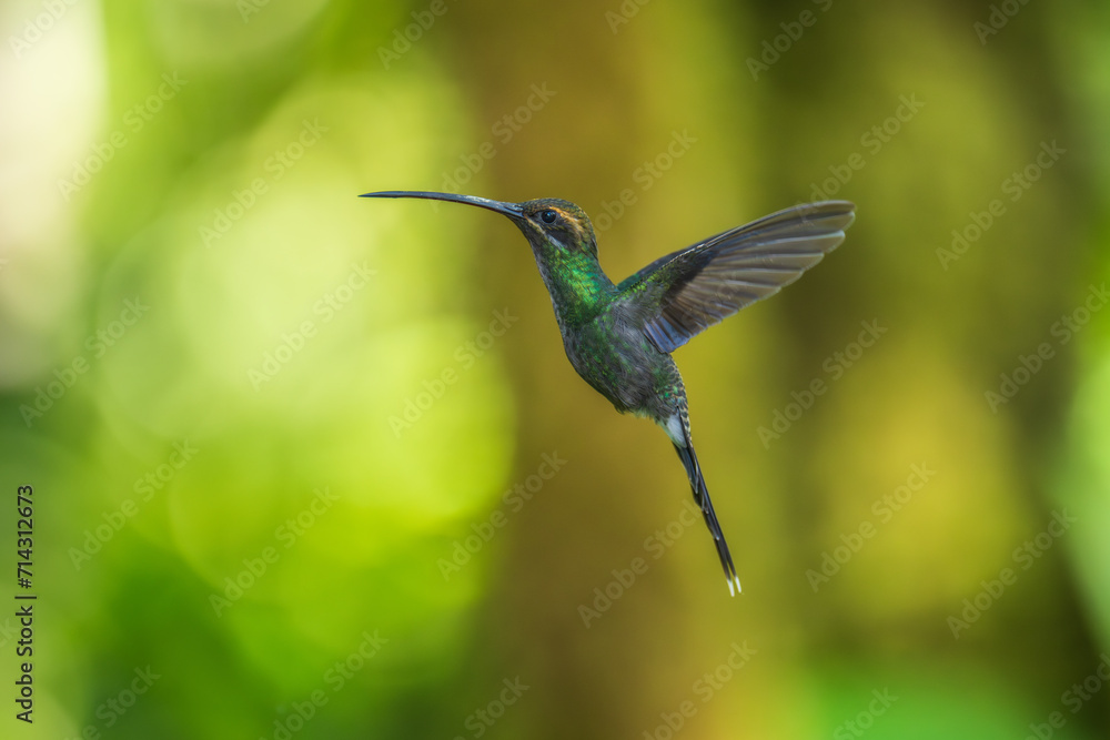 Fototapeta premium Beautiful White-whiskered Hermit, Phaethornis yaruqui hummingbird, hovering in the air with green and yellow background. Best humminbird of Ecuador. 4K resolution