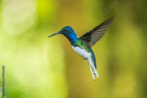 Beautiful White-necked Jacobin hummingbird, Florisuga mellivora, hovering in the air with green and yellow background. Best humminbird of Ecuador.