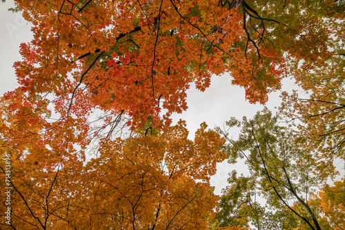  autumn in Montreal photo