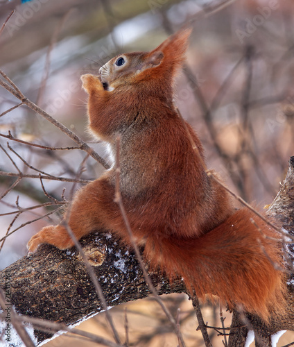 Photography Red squirrel, Sciurus vulgaris sitting on the tree in the frosty sunny winter day at the Stromovka park, Prague, Czech Republic