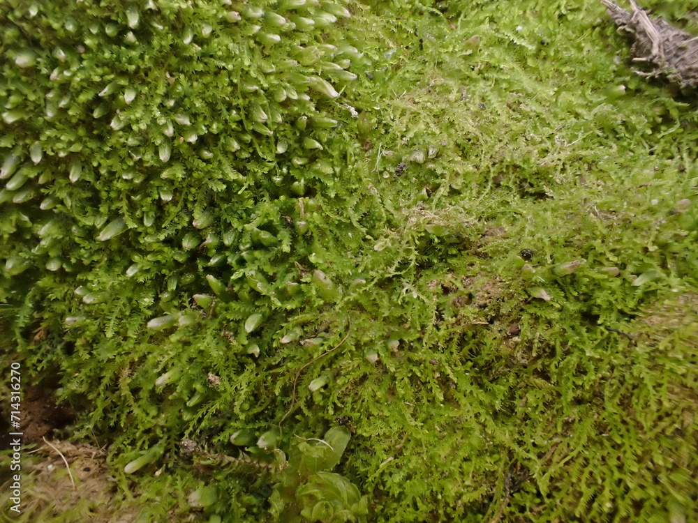 Two-horned Pincerwort (Cephalozia bicuspidata) growing in the British countryside Two-horned Pincerwort (Cephalozia bicuspidata) growing in the British countryside