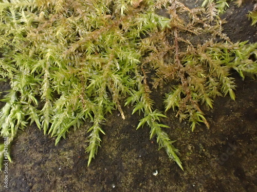 Pointed Spear-moss (Calliergonella cuspidata) growing on a wall photo