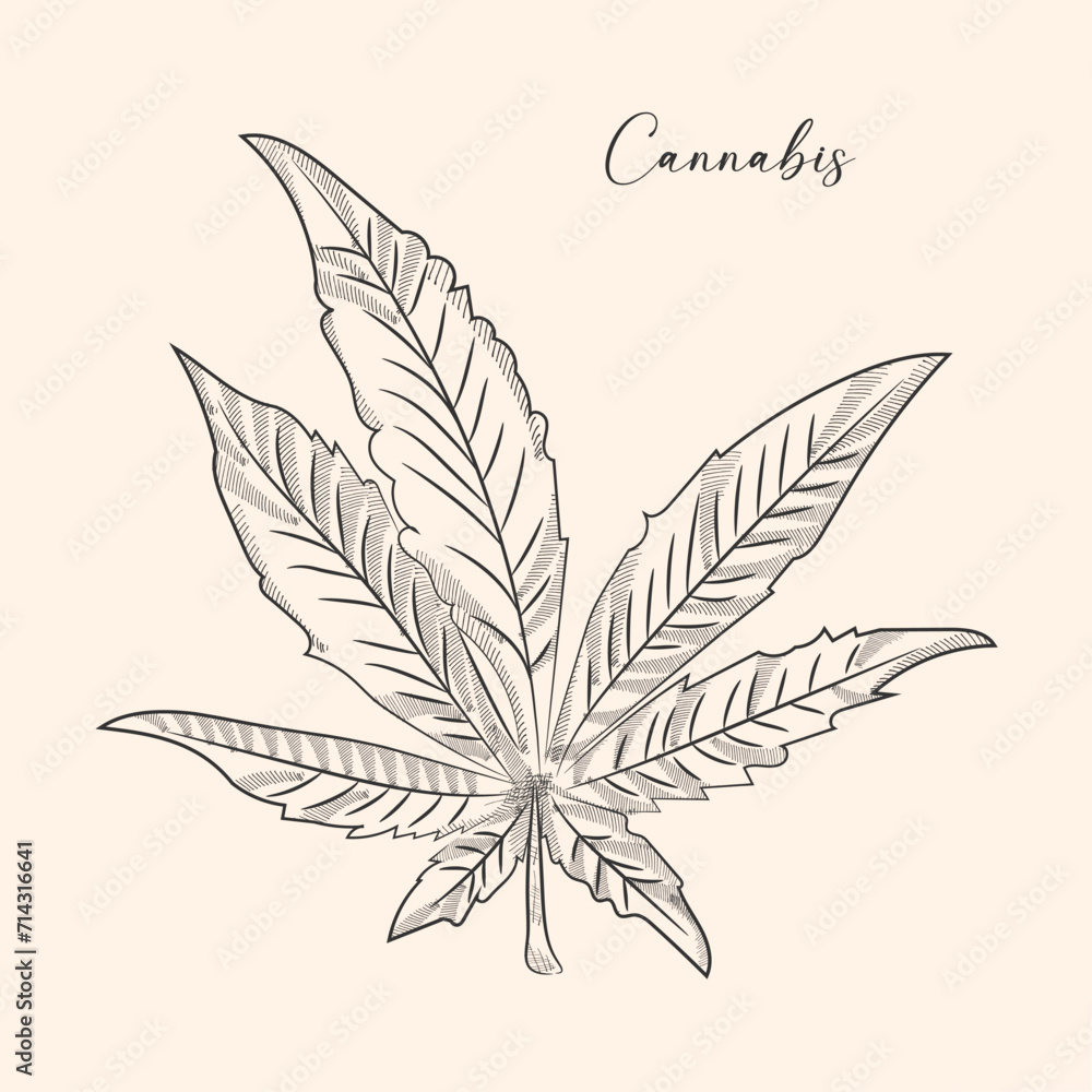 Cannabis Indica leaf hand draw vintage engraving style black and white ...