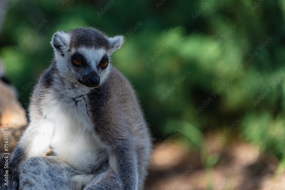 ring tailed lemur catta close up ring tailed lemur catta close up